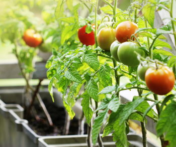 Plusieurs plants de tomates matures poussant en conteneurs sur un balcon