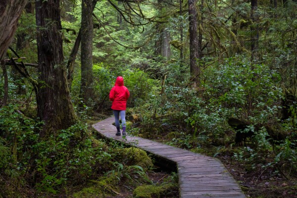A person walking on a temperate rainforest boardwalk on Vancouver Island