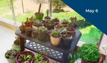Plant Webinar Silverstripe image