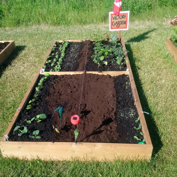 Photo of the new community garden bed at Macdonald apartments. Some rows of growing plants can be seen.