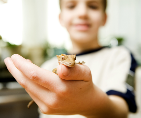 Young boy with his hand in the foreground, holding a light brown gecko.