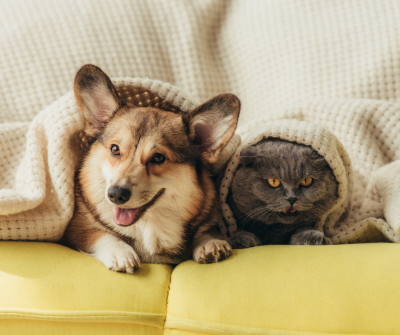 Un petit chien Corgi et un chat gris allongés sur un divan et emmitouflés sous une couverture.
