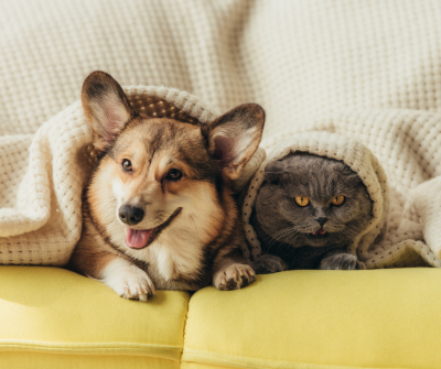 Small Corgi dog and grey cat laying on a couch with a blanket draped over their backs