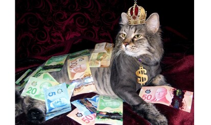 cat money banner